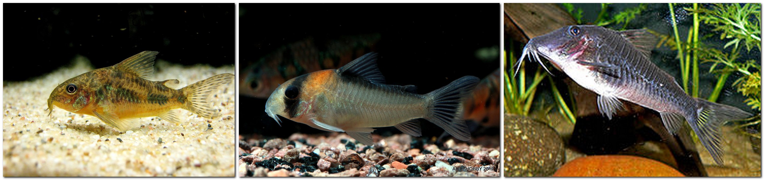 Adolfos Panzerwels - Corydoras adolfoi