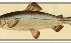 Coregonus Lavaretus – Fische Reinanke