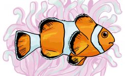 Nemo Fische Namen
